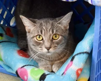 A young small-sized female Domestic Short Hair cat named Trinity Santos for adoption in West Seneca, NY