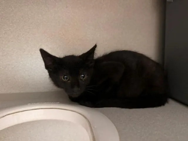 A baby small-sized male Domestic Short Hair cat named Charcoal for adoption in Fairfield, CA
