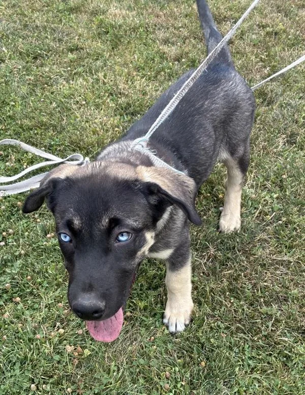 A baby medium-sized male Siberian Husky dog named Deputy for adoption in Salt Lake City, UT