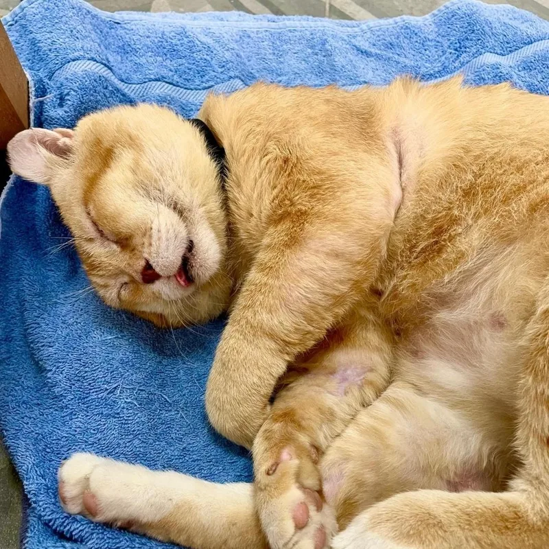Chunky Aka Sunshine