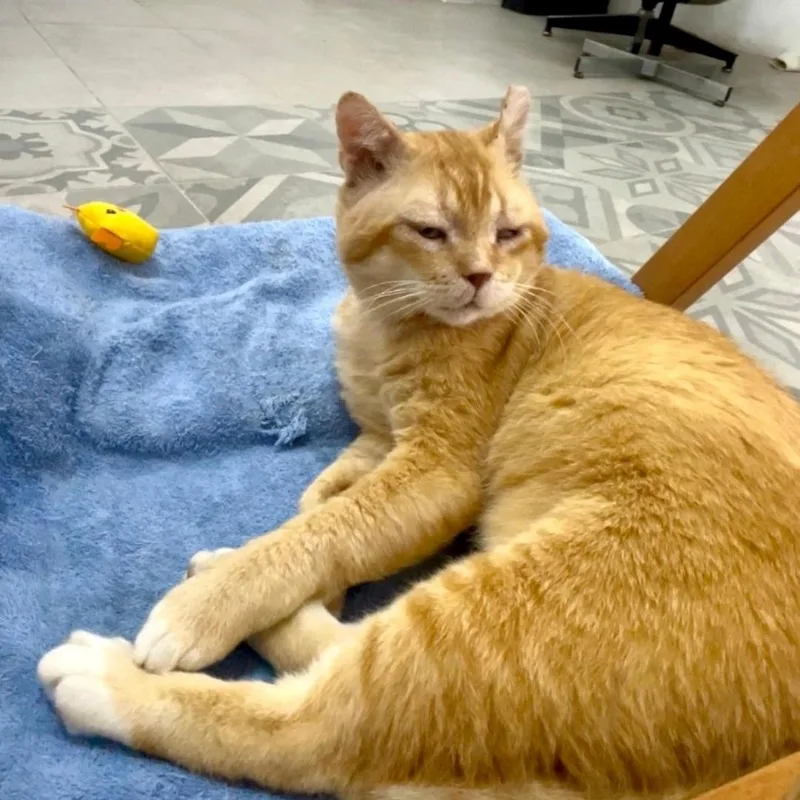 Chunky Aka Sunshine thumbnail 2