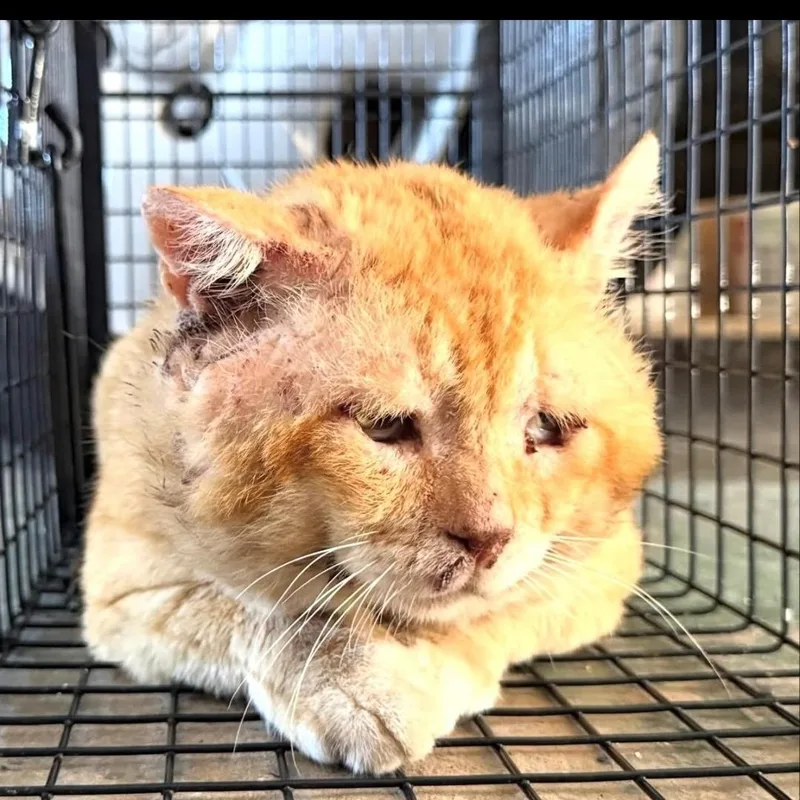 Chunky Aka Sunshine thumbnail 3