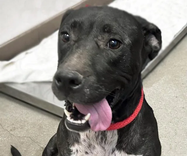 An adult large-sized female Pit Bull Terrier dog named Ore for adoption in Tucson, AZ