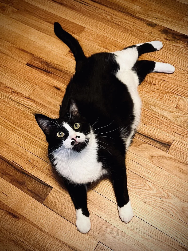 A senior large-sized male Black & White / Tuxedo Tuxedo cat named Mj for adoption in Manitou Springs, CO
