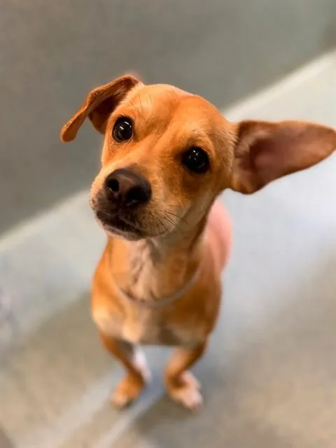 A young small-sized male Chihuahua dog named Toby for adoption in Agoura, CA