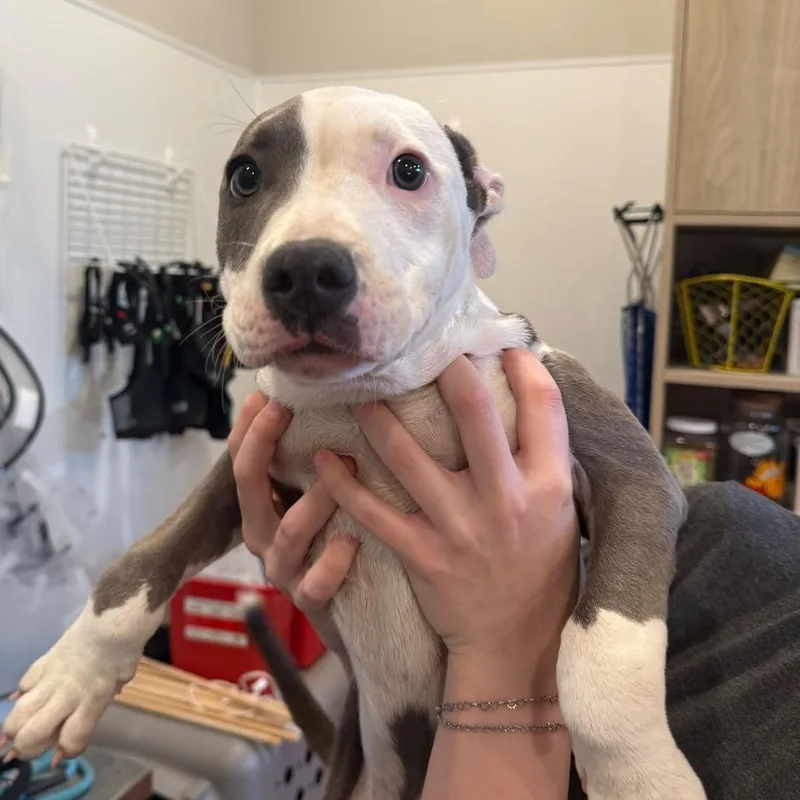 A baby small-sized female Gray / Blue / Silver Pit Bull Terrier dog named Azalea for adoption in Louisville, KY