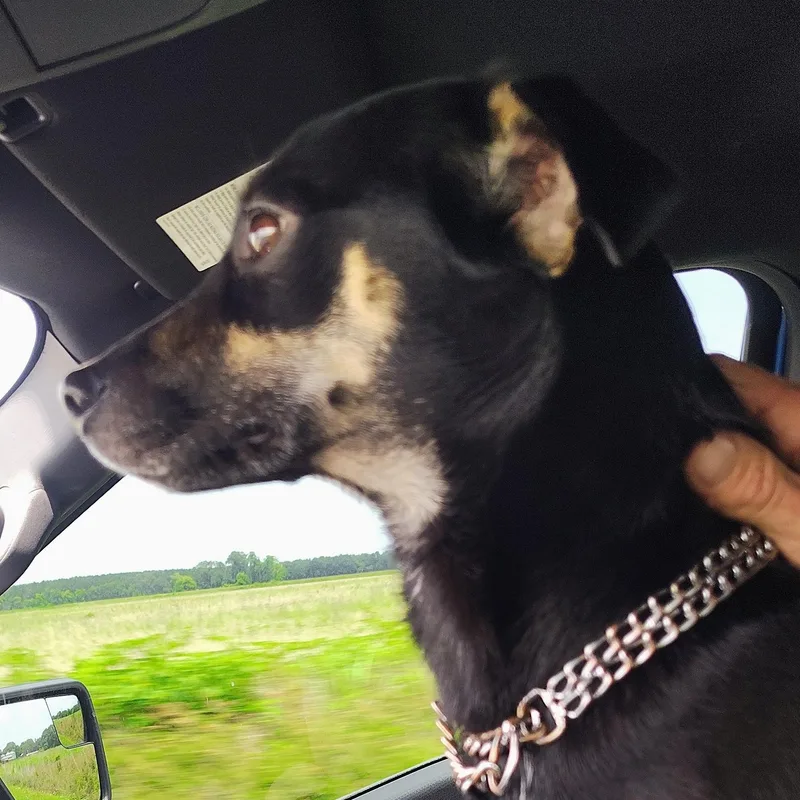 A young small-sized male Tricolor (Brown, Black, & White) Rat Terrier dog named Mickey D for adoption in Ville platte, LA