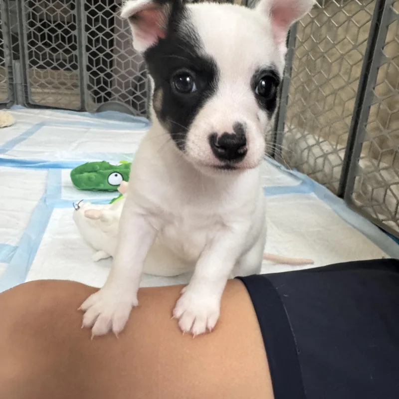 A baby small-sized male Chihuahua dog named Timon' for adoption in Gainesville, VA