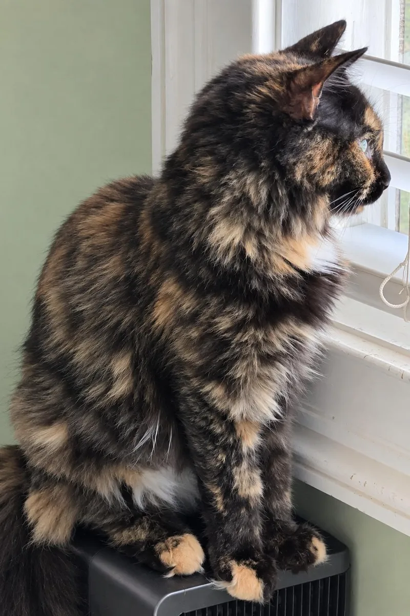 A baby medium-sized female Tortoiseshell cat named Lollipop for adoption in Jamaica Plain, MA