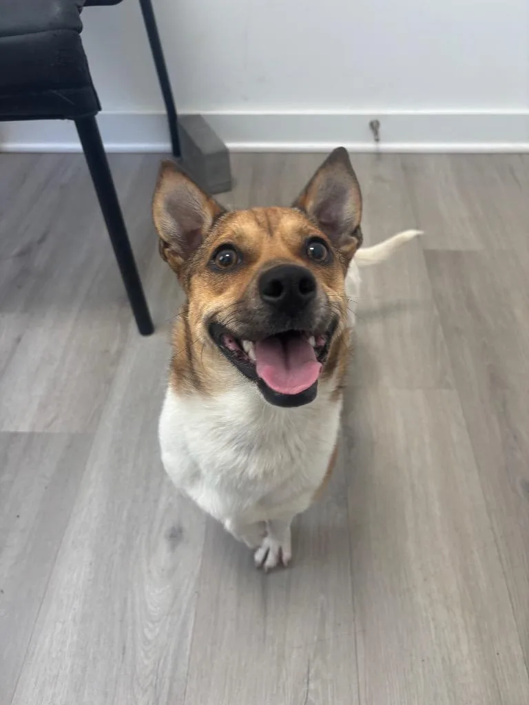 An adult medium-sized male Corgi dog named Coco for adoption in Cambridge, MD