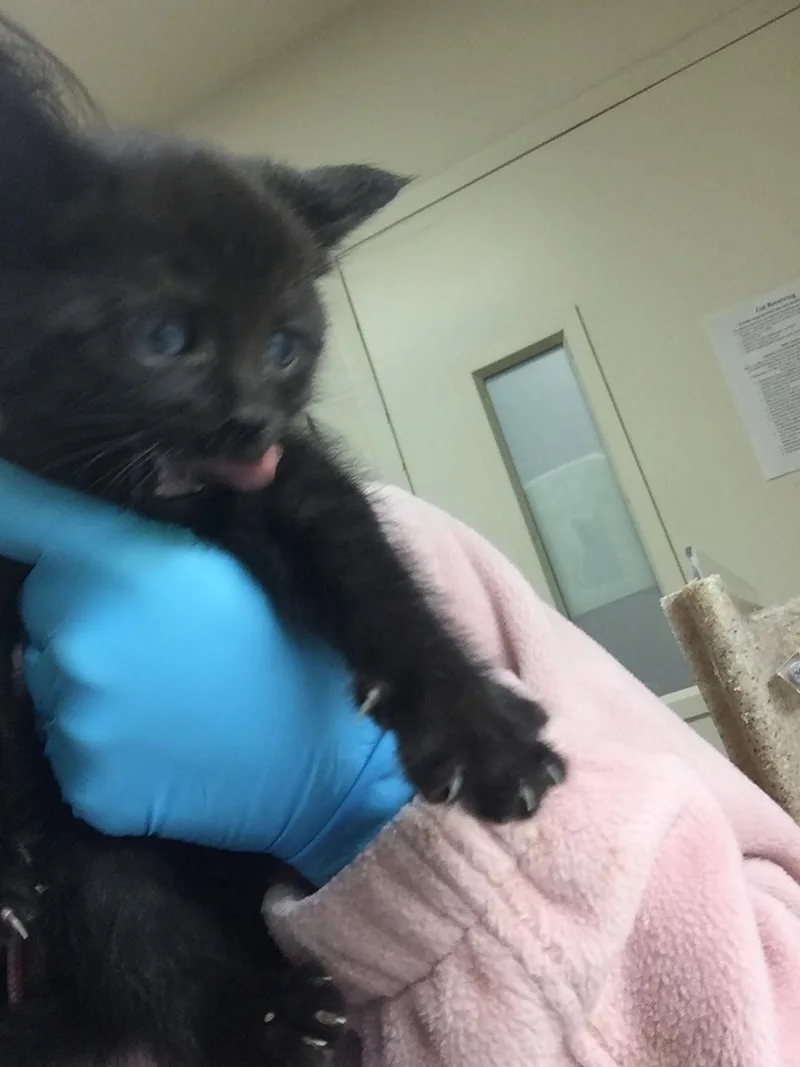 A baby small-sized male Domestic Short Hair cat named Bama for adoption in Riverside, CA