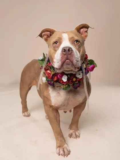 An adult medium-sized female Mixed Breed dog named Glitter Gal for adoption in Atlanta, GA