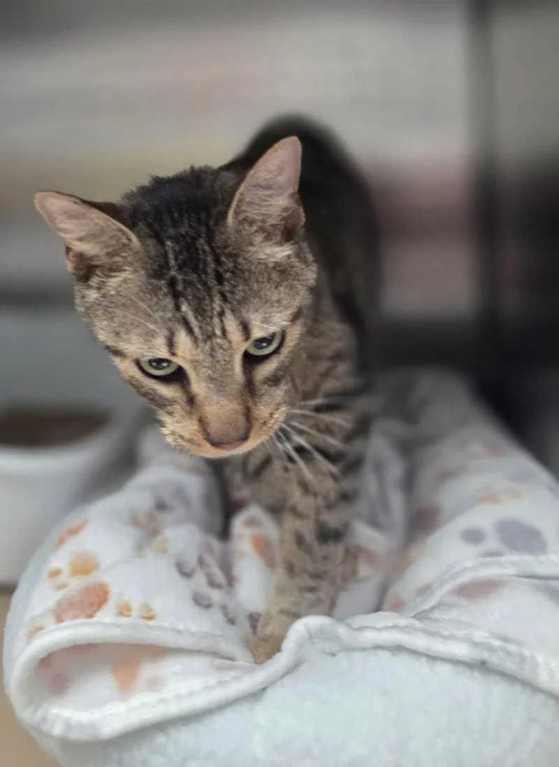 An adult medium-sized male Domestic Short Hair cat named Chips for adoption in Trenton, NJ