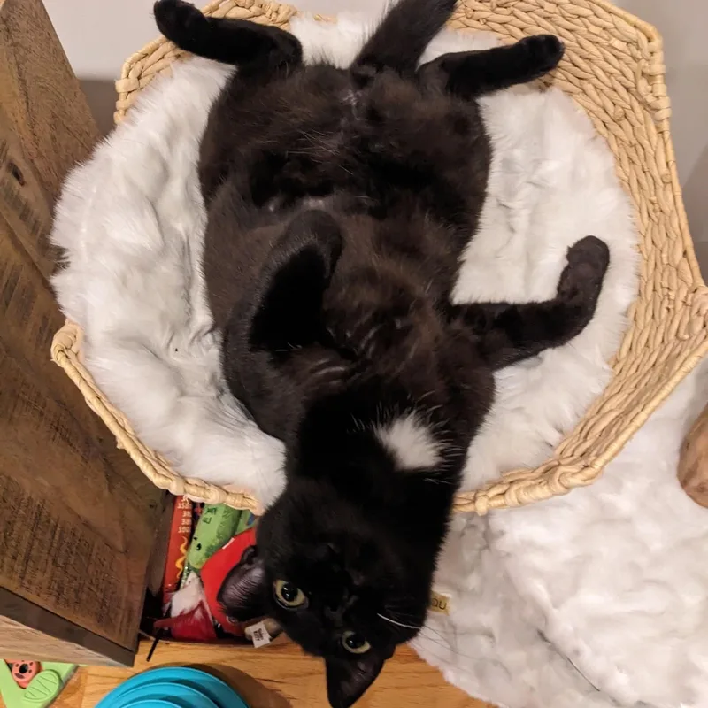 Skittles B.  Sassy thumbnail 2