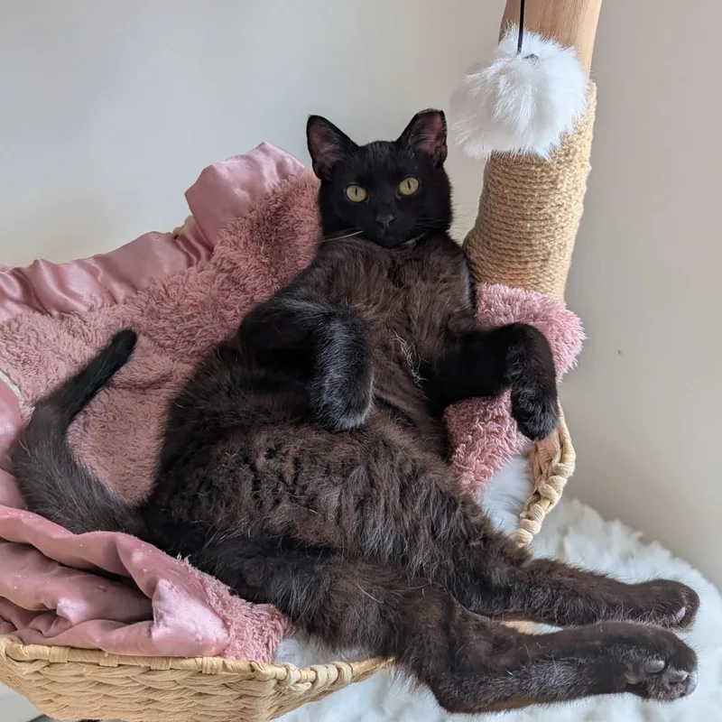 Skittles B.  Sassy thumbnail 4