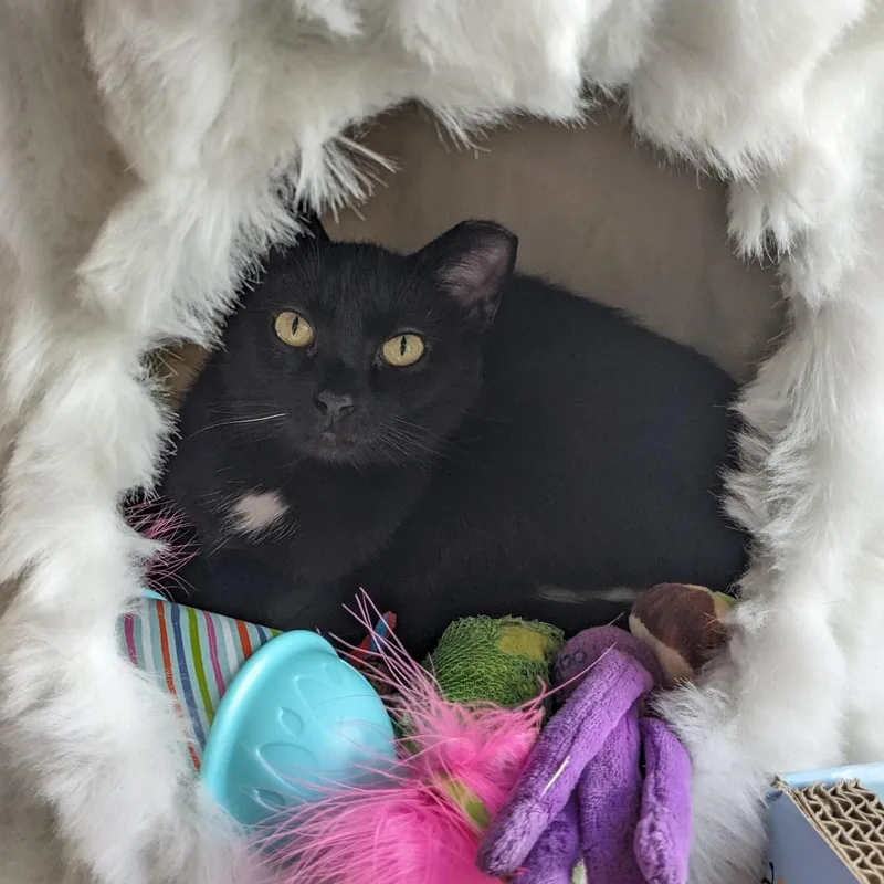 A baby medium-sized female Black Domestic Medium Hair cat named Skittles B.  Sassy for adoption in New York, NY