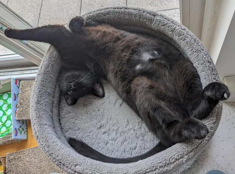 Skittles B.  Sassy thumbnail 5