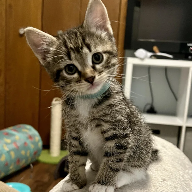 A baby medium-sized female Tabby (Brown / Chocolate) Domestic Short Hair cat named Faith for adoption in Jamestown, ND