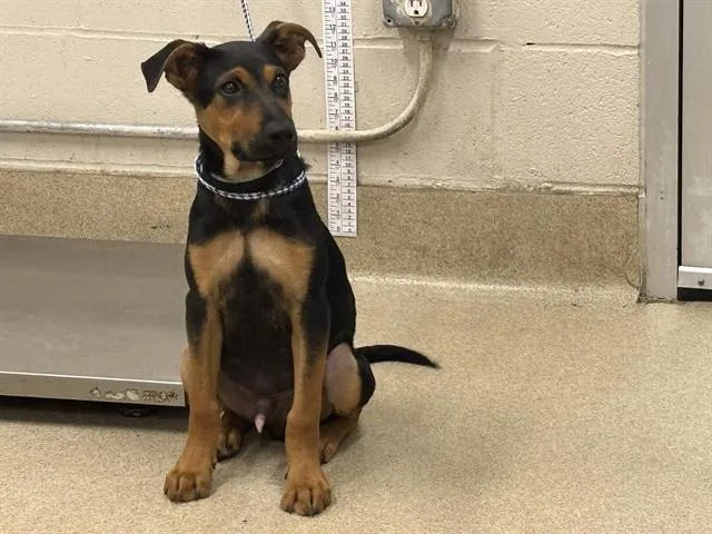 A baby medium-sized male Black and Tan Coonhound dog named Silvester for adoption in Grand Prairie, TX