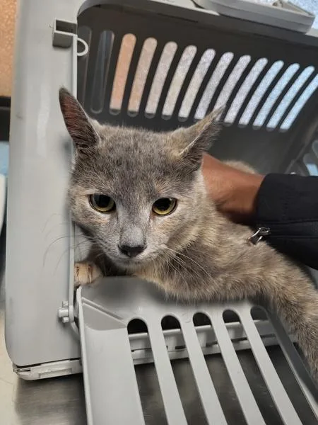 An adult medium-sized female Domestic Short Hair cat named Pen C Dalia for adoption in Lawrenceville, GA