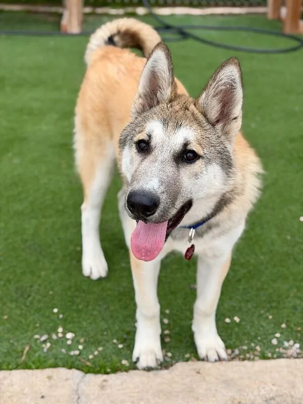A young large-sized male Yellow / Tan / Blond / Fawn German Shepherd Dog named Duke for adoption in Fruit Heights, UT