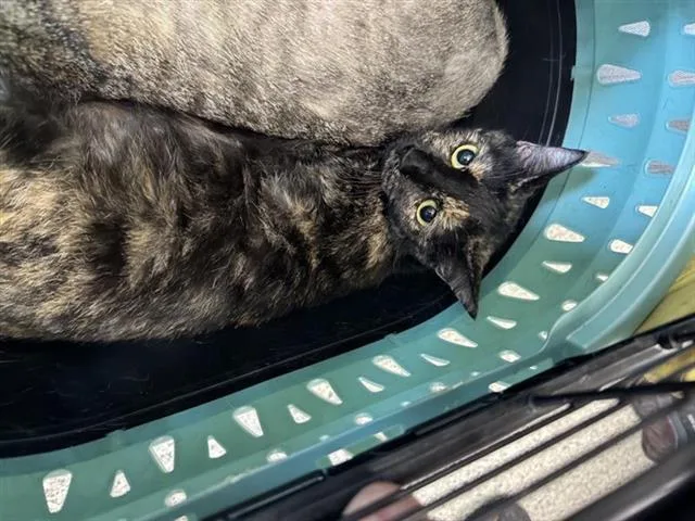 An adult small-sized female Domestic Short Hair cat named Trixie for adoption in San Antonio, TX