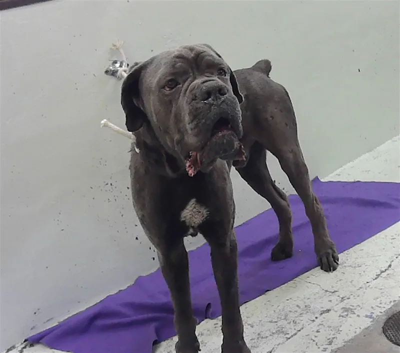 An adult large-sized male Cane Corso dog named Carter for adoption in Houston, TX
