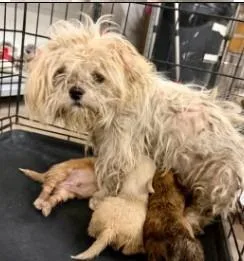 A young medium-sized female Shih Tzu dog named Raven for adoption in West Bloomfield, MI
