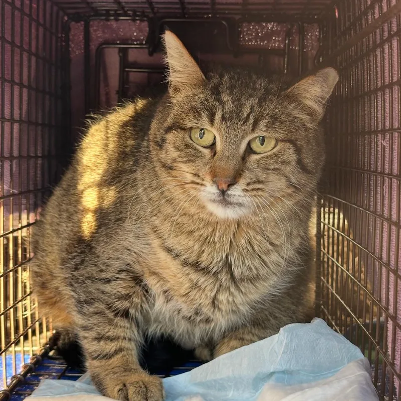An adult medium-sized female Brown / Chocolate Domestic Short Hair cat named Susie for adoption in Ferndale, MI