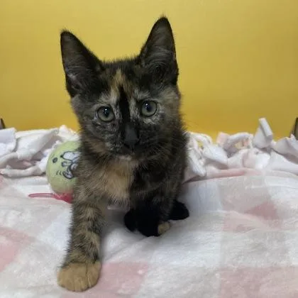 A baby small-sized female Domestic Short Hair cat named Thyme for adoption in Janesville, WI