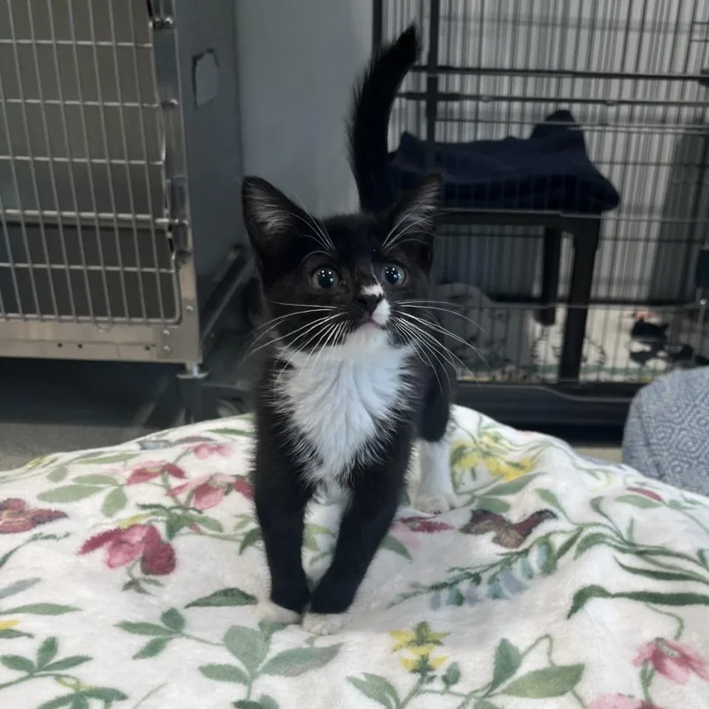 A baby small-sized female Black Domestic Short Hair cat named Kiara for adoption in East Hampton, NY