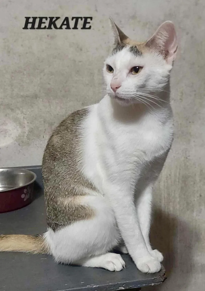 A young small-sized female Calico Domestic Short Hair cat named Hekate for adoption in Maple Grove, MN