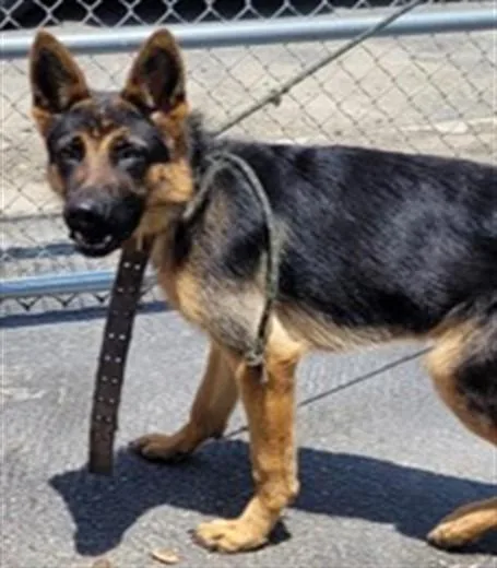 A young large-sized male German Shepherd Dog dog named Matthew for adoption in Los Angeles, CA