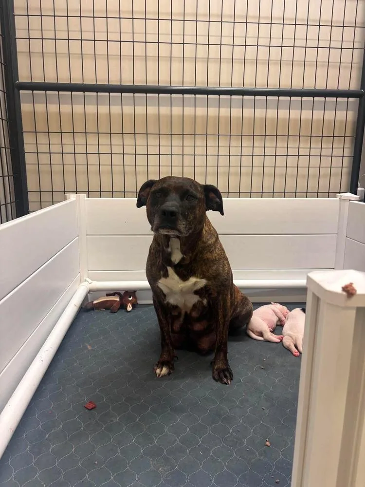 An adult large-sized female Brindle Mixed Breed dog named Marmalade for adoption in Clinton Township, MI