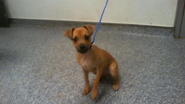A baby small-sized female Mixed Breed dog named Leah for adoption in Charlotte, NC