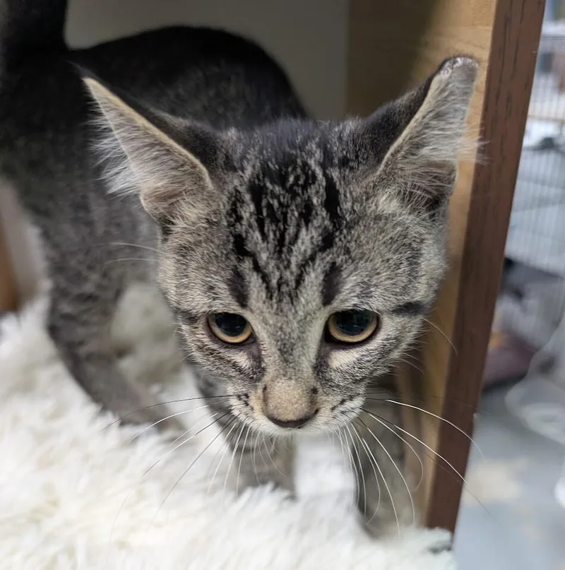 A young medium-sized male Tabby (Brown / Chocolate) Domestic Short Hair cat named Jaxson for adoption in Adrian, MI