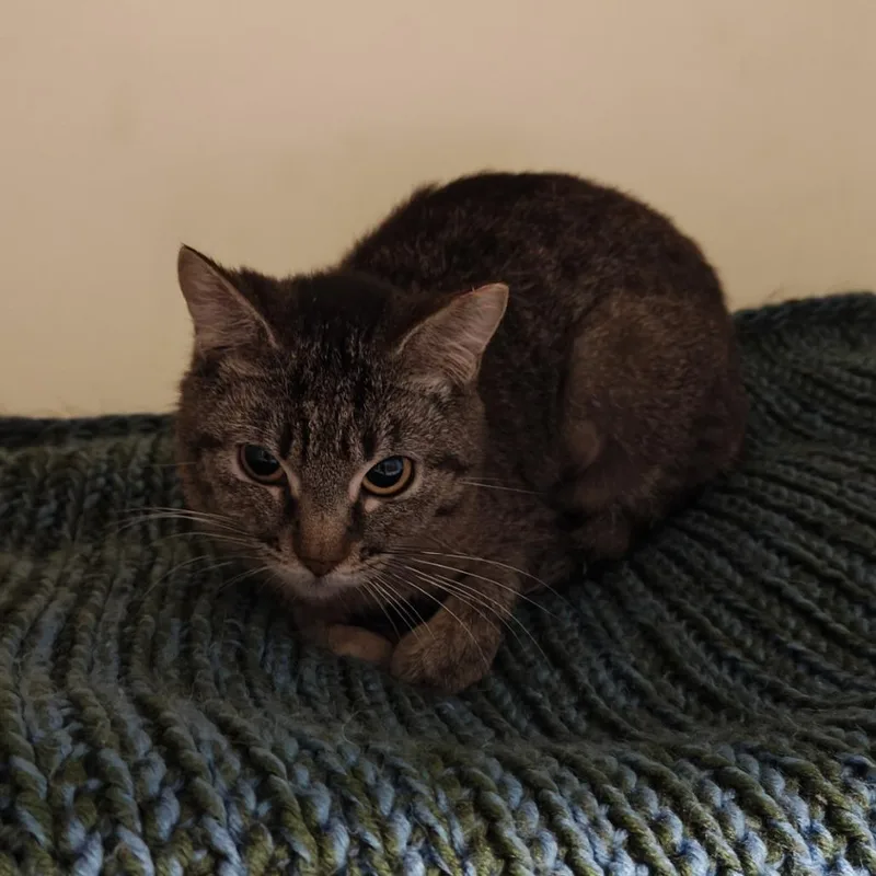 A young small-sized female Gray / Blue / Silver Domestic Short Hair cat named Nimbus for adoption in Madison, WI