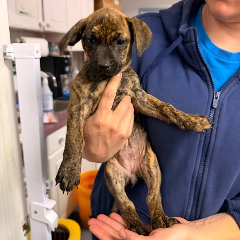 A baby medium-sized female Brindle Terrier dog named Cranberry for adoption in Pawling, NY