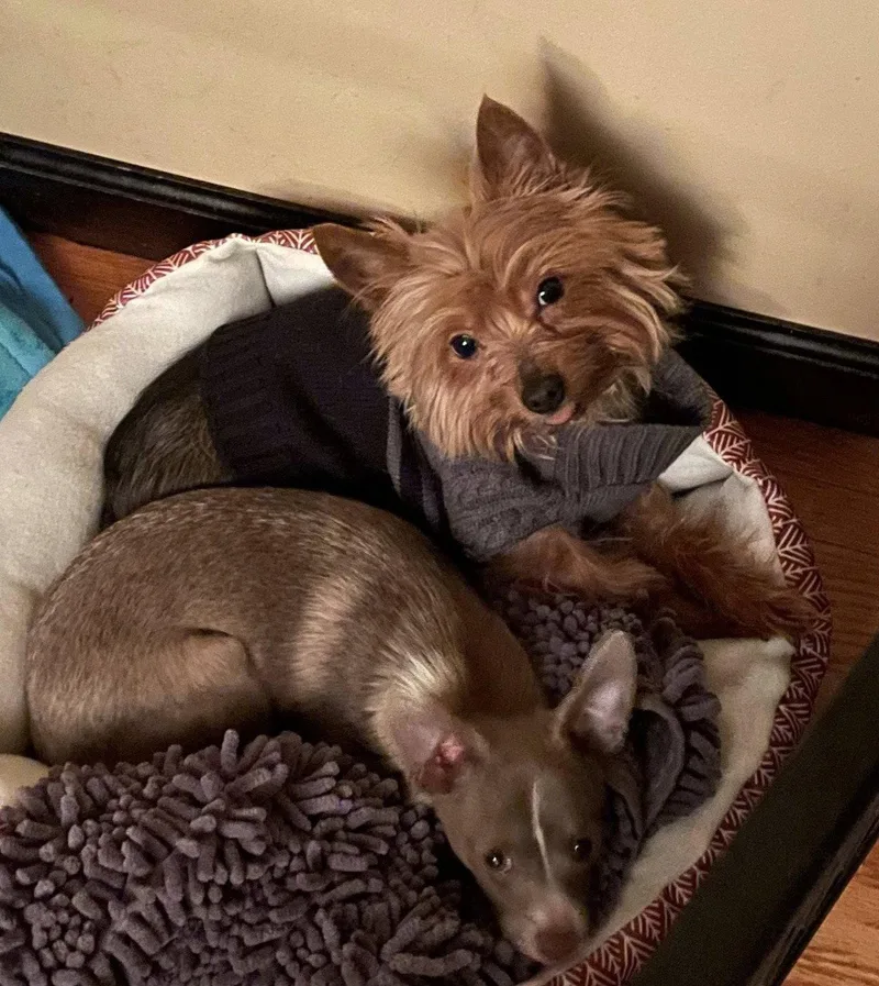 An adult small-sized male Yorkshire Terrier dog named Chico for adoption in Rochester, NY
