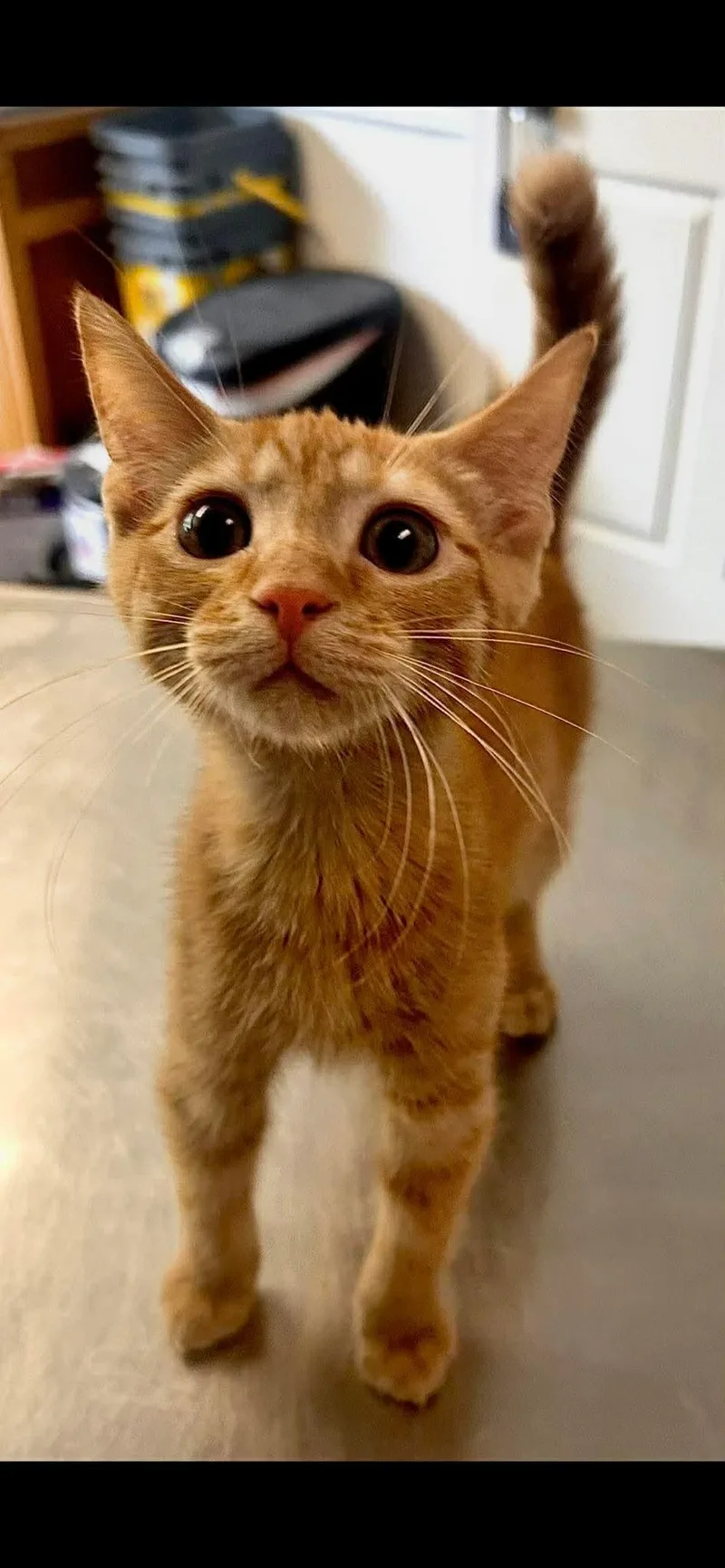 A baby medium-sized male Orange / Red Domestic Short Hair cat named Chip for adoption in Gettysburg, PA