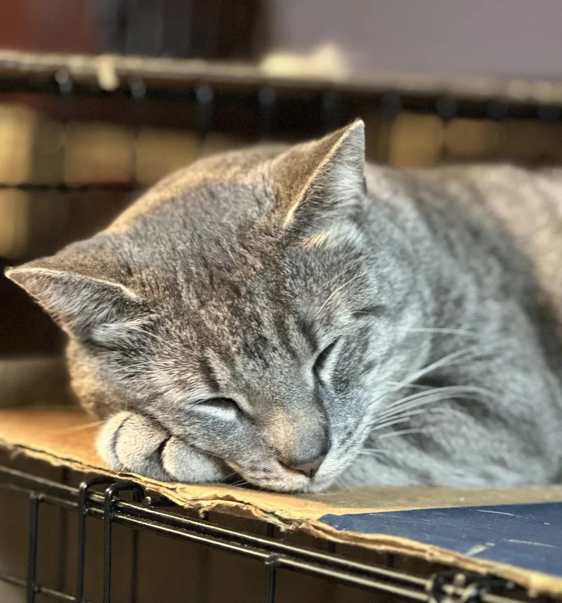 An adult large-sized male Gray / Blue / Silver Domestic Short Hair cat named Ricky for adoption in Newtown Square, PA