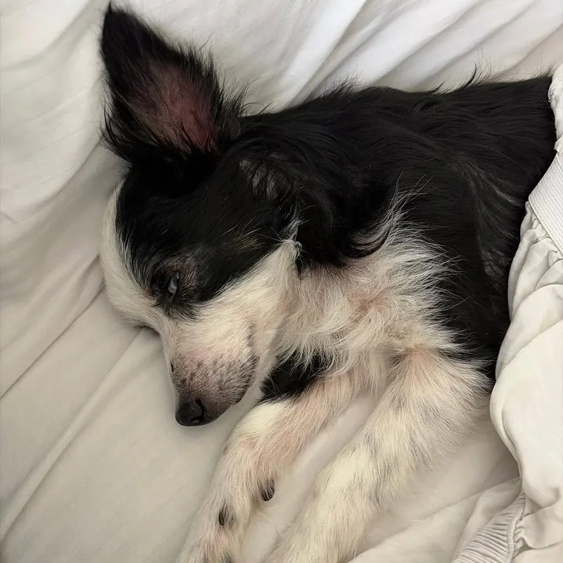 An adult small-sized male White / Cream Australian Shepherd dog named Thriller Passage for adoption in Plano, TX