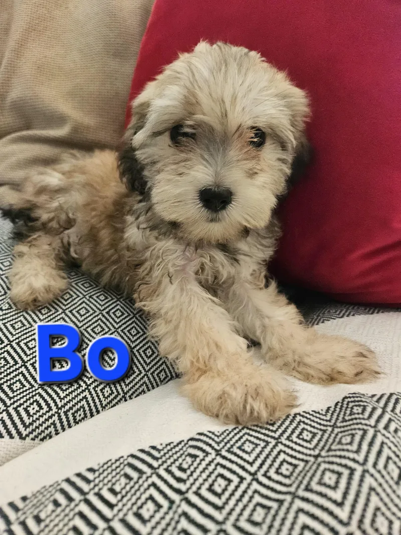 A baby small-sized male Maltipoo dog named Bo for adoption in Los Angeles, CA