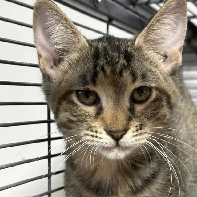 A young medium-sized female Tabby (Brown / Chocolate) Tabby cat named Reveille for adoption in Porter, TX