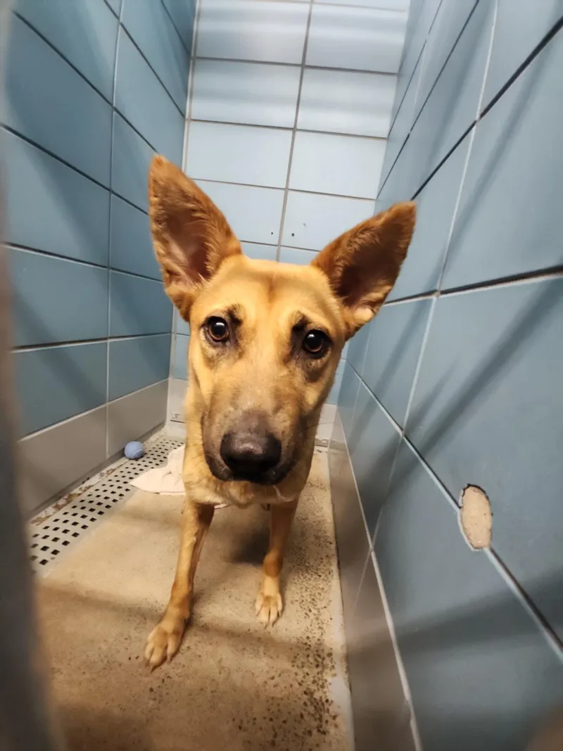 A young large-sized female Labrador Retriever dog named Penny for adoption in Houston, TX