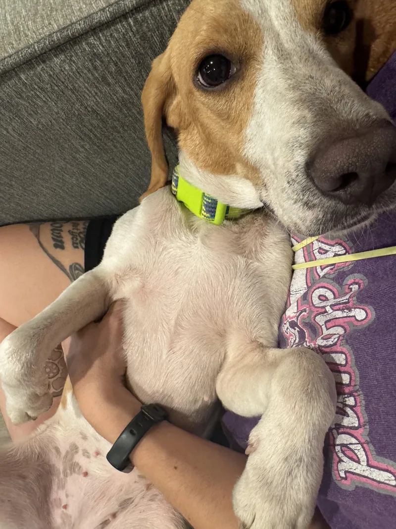 Limoncella thumbnail 2