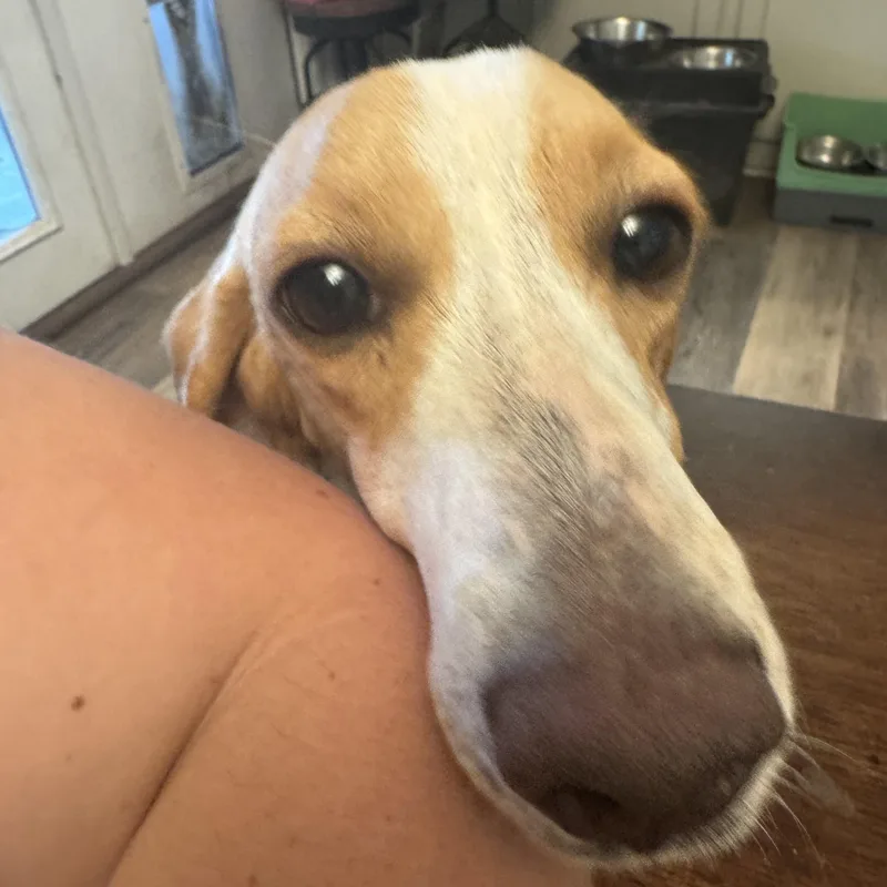 Limoncella thumbnail 3