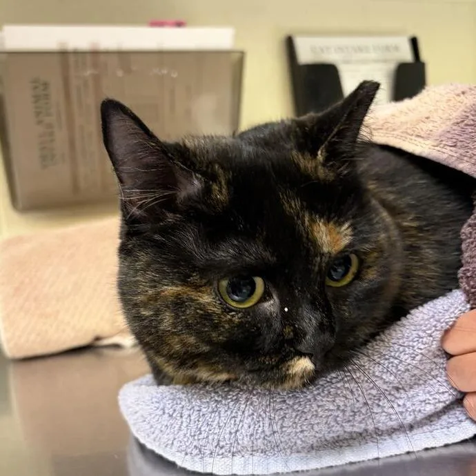 An adult large-sized female Domestic Short Hair cat named Palmier for adoption in Asheville, NC