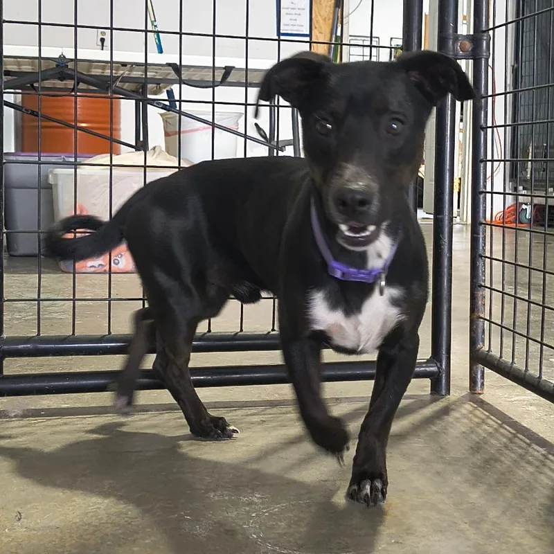 An adult medium-sized male Black Dachshund dog named Milo for adoption in Othello, WA