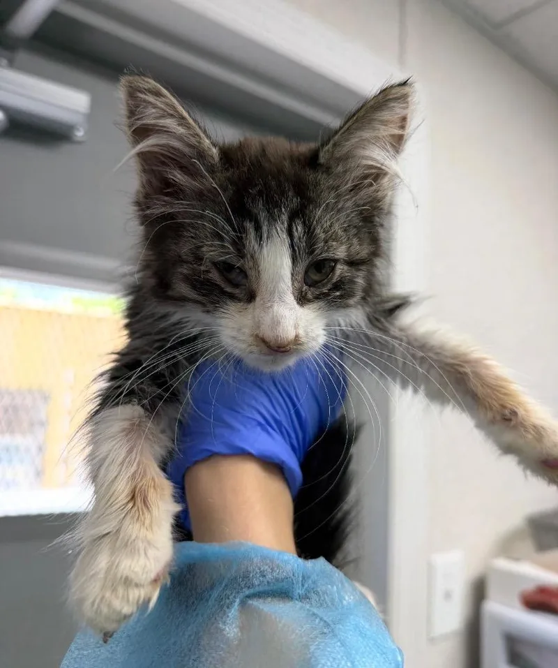 A baby medium-sized male Domestic Short Hair cat named Kit Cobain for adoption in Pomona, NY